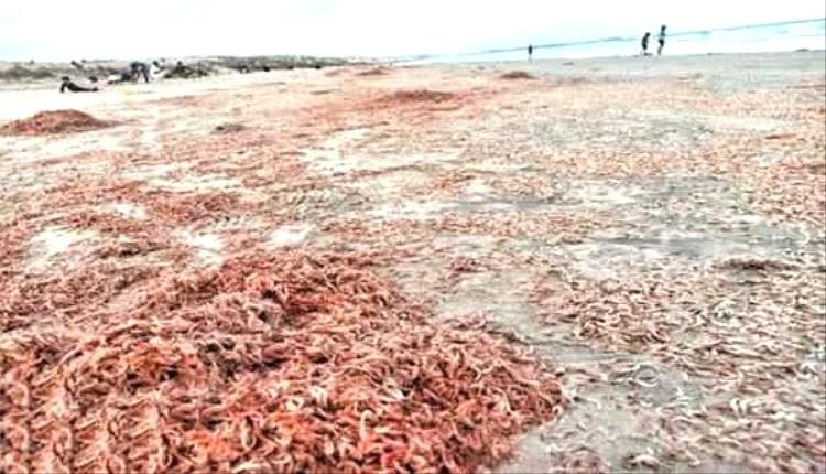 نفوق كائنات بحرية في سقطرى