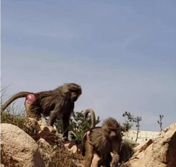 مزارعو "أمها حطاط" بيافع يشكون تزايد هجمات القرود وتدميرها للمدرجات الزراعية