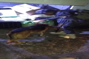 أبين.. إدارة مكافحة المخدرات تنفذ حملة تفتيش ميدانية وتفعّل وحدة الكلاب البوليسية في مداخل المحافظة