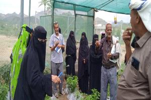 مشروع البيوت الزراعية يمكن 152 أسرة في طور الباحة من إنتاج الخضروات وتحسين سبل العيش
