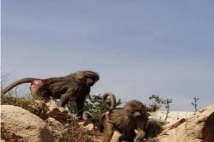 مزارعو "أمها حطاط" بيافع يشكون تزايد هجمات القرود وتدميرها للمدرجات الزراعية