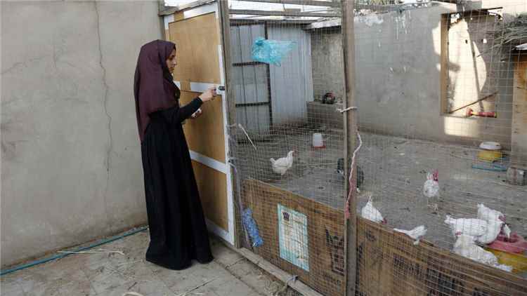 تراجع مقلق في مبيعات الدواجن رغم استقرار أسعارها