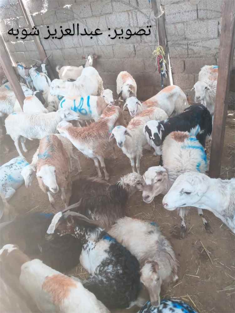 ارتفاع حاد في أسعار أضاحي العيد بالسوق المركزي بعدن 