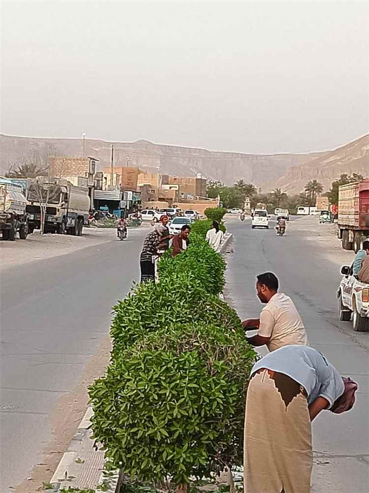 وحدة النظافة والتحسين بمديرية القطن تنفذ حملة تقليم الأشجار في الشوارع العامة