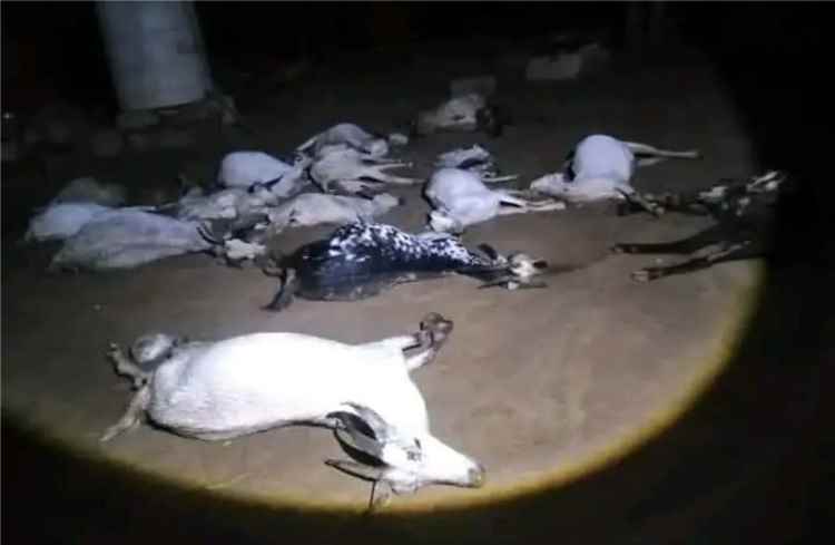 صاعقة رعدية تتسبب في نفوق 16 رأساً من الأغنام في حجة
