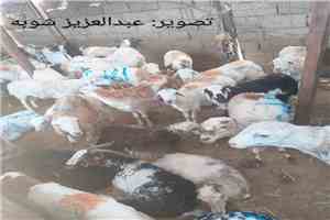 ارتفاع حاد في أسعار أضاحي العيد بالسوق المركزي بعدن