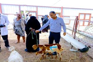 تدشين توزيع الثروة الحيوانية للمشاركين في برنامج تربية وصحة الحيوان بمحافظة لحج