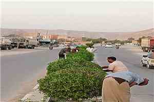 وحدة النظافة والتحسين بمديرية القطن تنفذ حملة تقليم الأشجار في الشوارع العامة