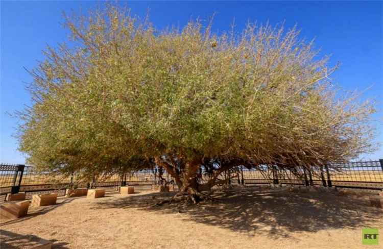 الأردن يطور مواقع سياحية .. ما قصة الشجرة المباركة ؟
