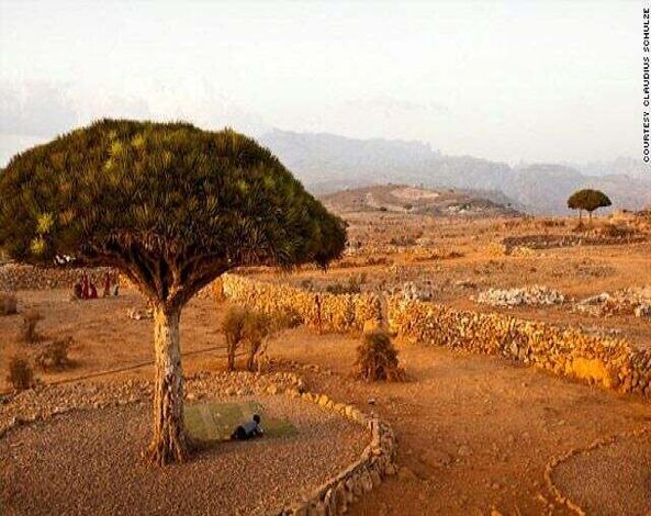 جمال "سقطرى" الآخاذ.. بعدسة مصور ألماني