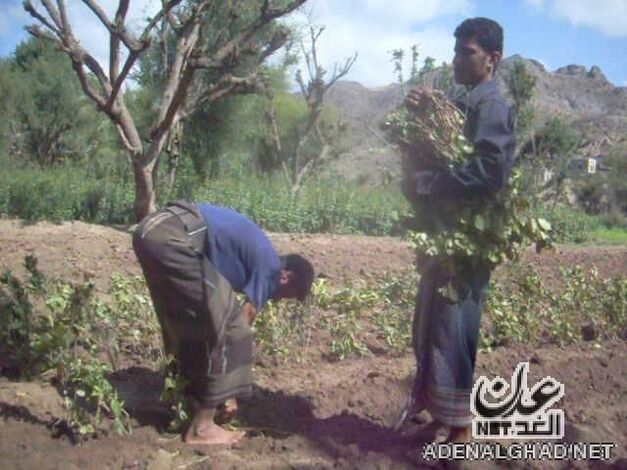 زراعة القات في المسيمير...تهدد بجفاف وادي تبن