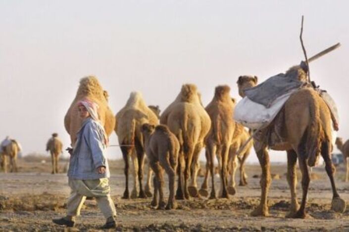رحلة البدو في اليمن شاقة بحثا عن مقومات الحياة الطبيعية