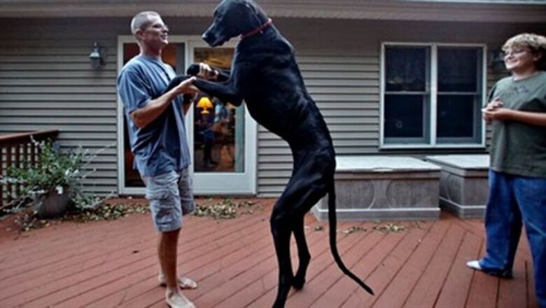 وفاة أطول كلب فى العالم