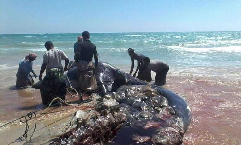بالصور : صيادون من الشحر يعثرون على حوت بحري نافق ويستخرجون منه كميات هائلة من العنبر