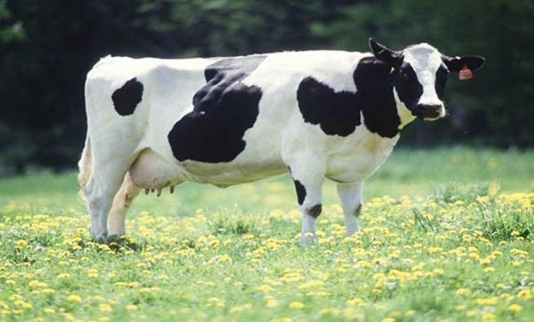 قصة قصيرة (مأساة بقرة)