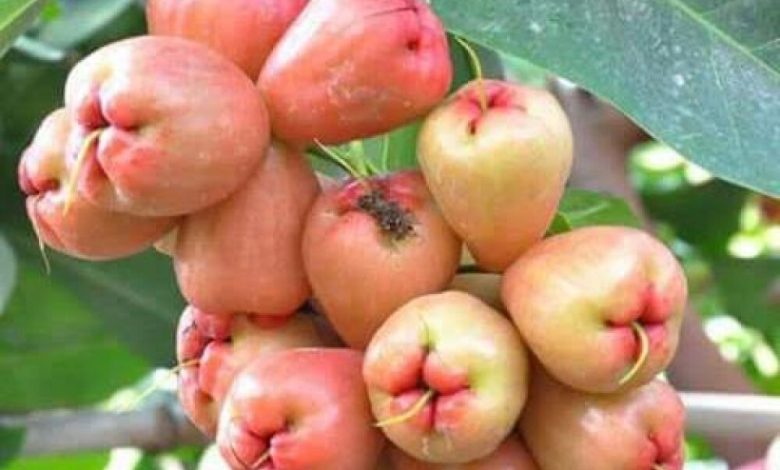 فاكهة الجامبو من نباتات اندونيسيا تم تجربتها في منطقة الغيل بشبوة