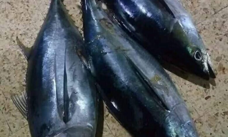 اسماك التونة(الثمد) ببحر خليج عدن..  مالايعرفه الناس عنها