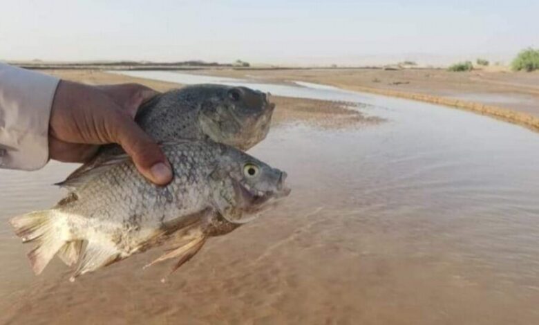 صدق او لا تصدق:  مواطنون يصطادون اسماك بحرية في مأرب (صورة)