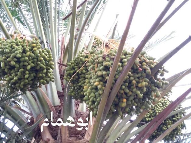 موسم تلقيح اشجار النخيل في شبوة