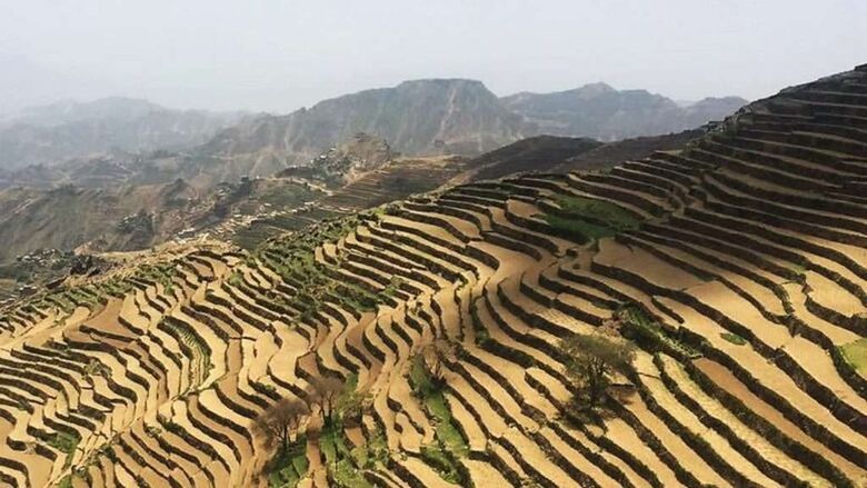 اليمن: قصة بناء المدرجات الزراعية