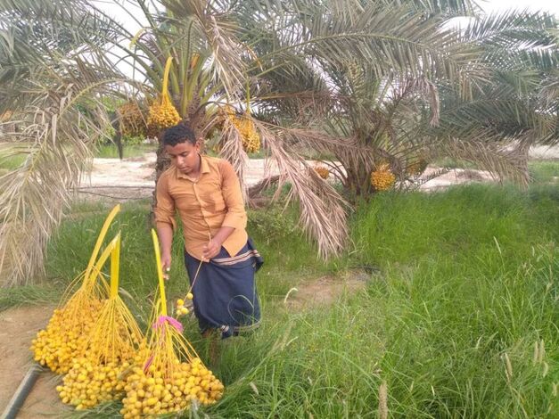 (تقرير)" البرحي " من أهم أنواع الفواكه وشبوة أول محافظة يزرع فيها