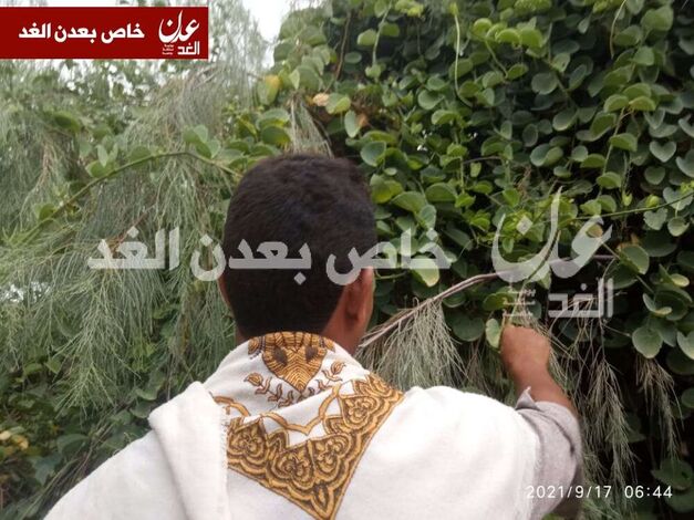 شجرة العلفق (الحلص) ..غذاء للأسر الفقيرة بمضاربة لحج في ظل وضع اقتصادي سيء