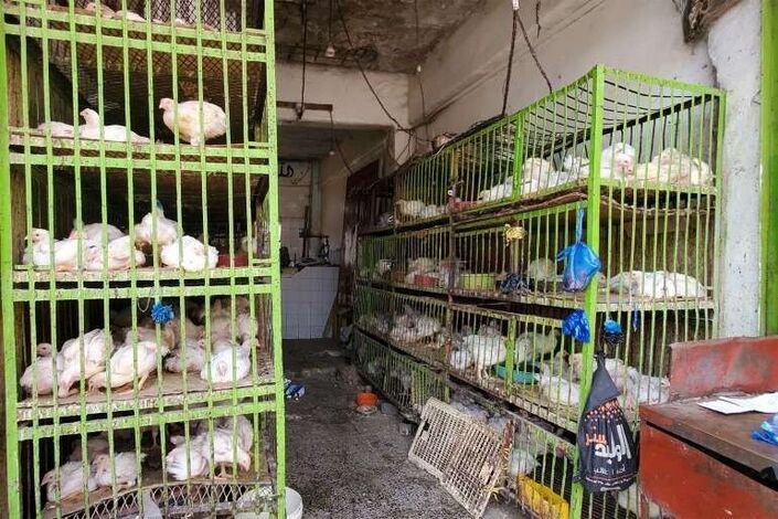 تقرير أممي: ضرائب الحوثيين سبب ارتفاع أسعار الدواجن في مناطق سيطرتهم