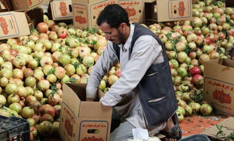 الرمان اليمني غزارة في الإنتاج ووفرة في الأسواق