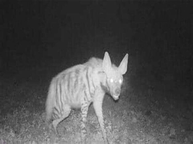 ضبع يثير رعب أهالي قرية النقعة