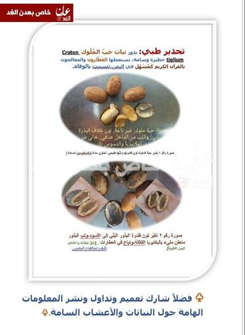 تحذير هام من عشبة سامة تسبب الوفاة تباع بمحلات العطارة في اليمن